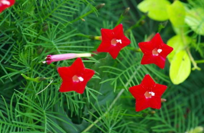 茑萝花的寓意和象征（茑萝花开似新娘相互关怀又依附）