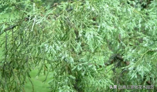 常绿乔木有哪些（70多种常用常绿乔木图例宝典）
