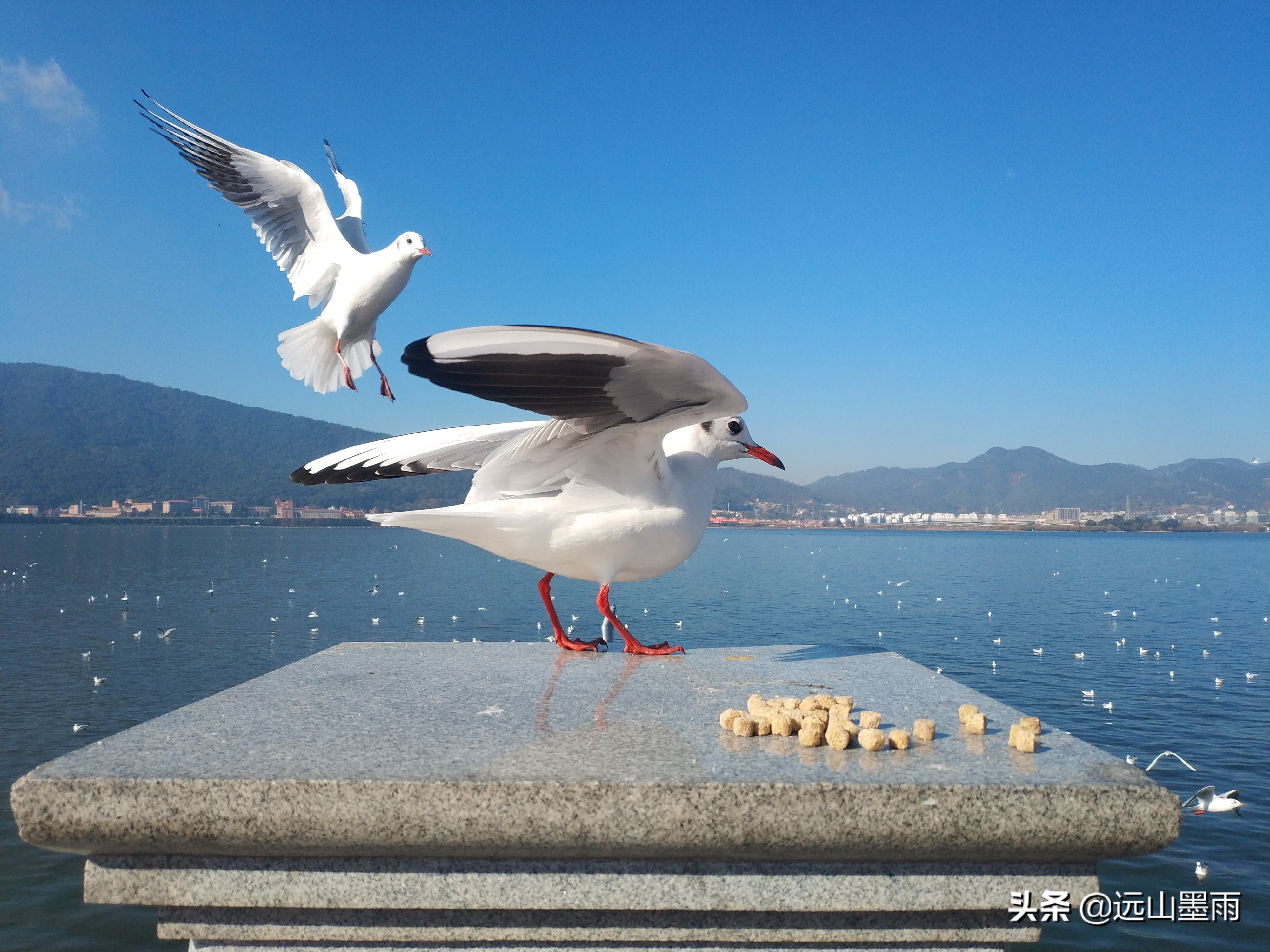 昆明海鸥在哪里看(冬季到昆明看海鸥，这是一道独特的风景，猜想是不会让你失望的)