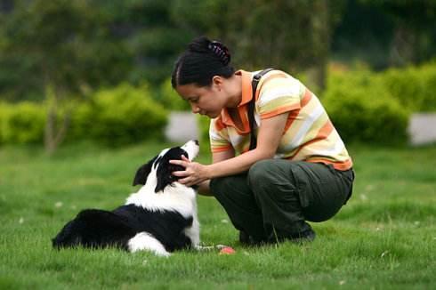 邊境牧羊犬如何訓(xùn)練,邊境牧羊犬如何訓(xùn)練方法