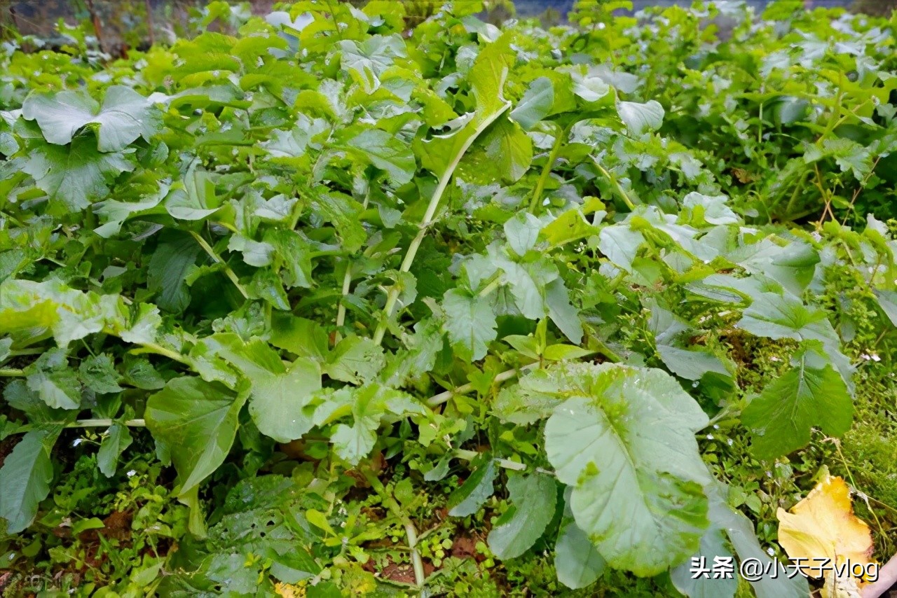 你知道吗“萝卜节”诞生了！当地农村特色产品，走出大山成真啦