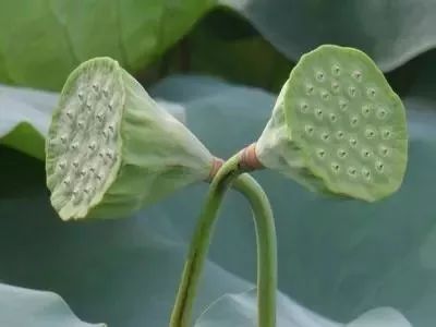 江南的夏天，就吃建德里叶白莲！第十一届建德·里叶荷花节来啦