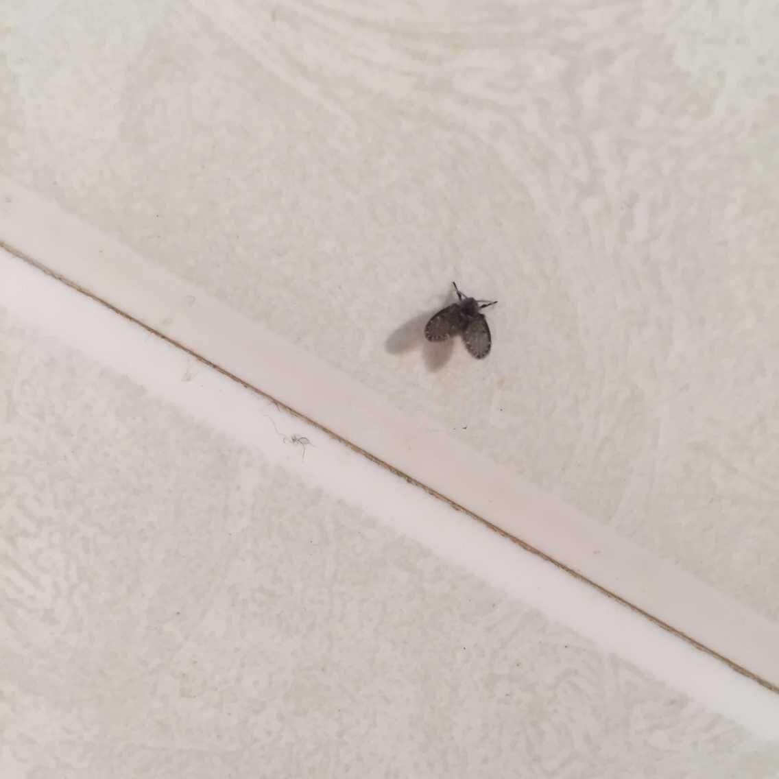 蛾蚋幼虫图片(卫生间里的小飞虫) - 赤虎壹号