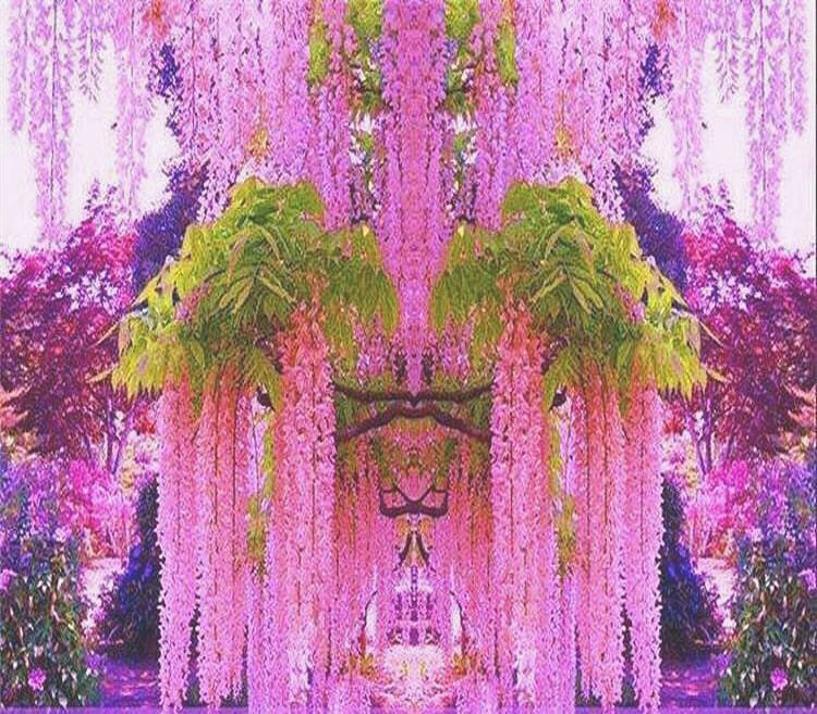 紫藤萝花语(夏天不要错过这些攀爬植物，耐热耐寒，家里边边角角都包了)