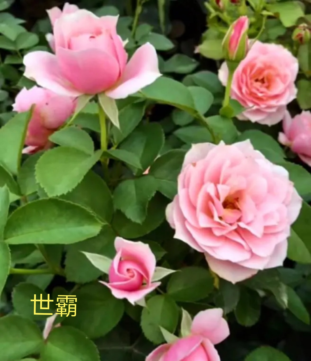 推荐耐热耐日月度品种 Iii 天天看点