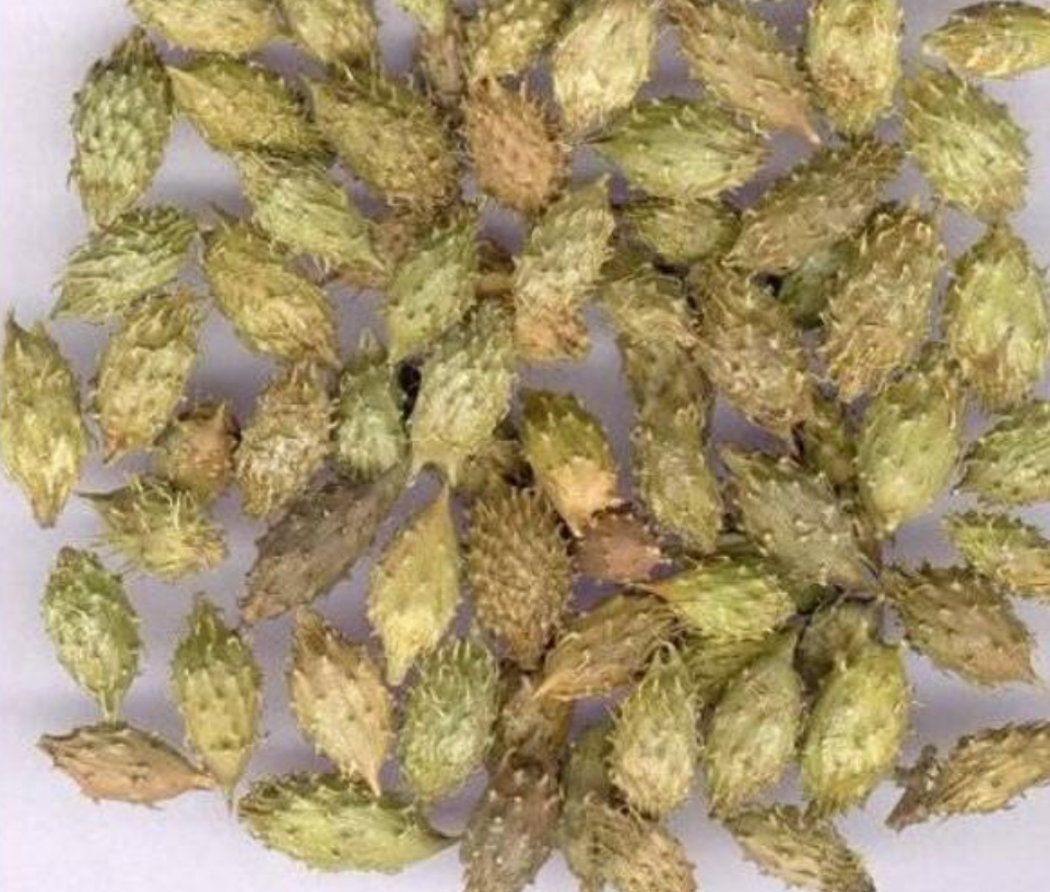 什么球打不里气(刺刺球,几代人的专属回忆,没见过的童年不完整)