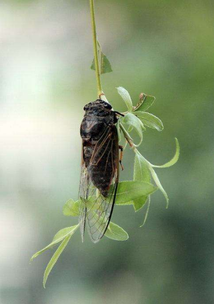 虞世南写的关于蝉的古诗还有哪些,蝉的诗句有哪些