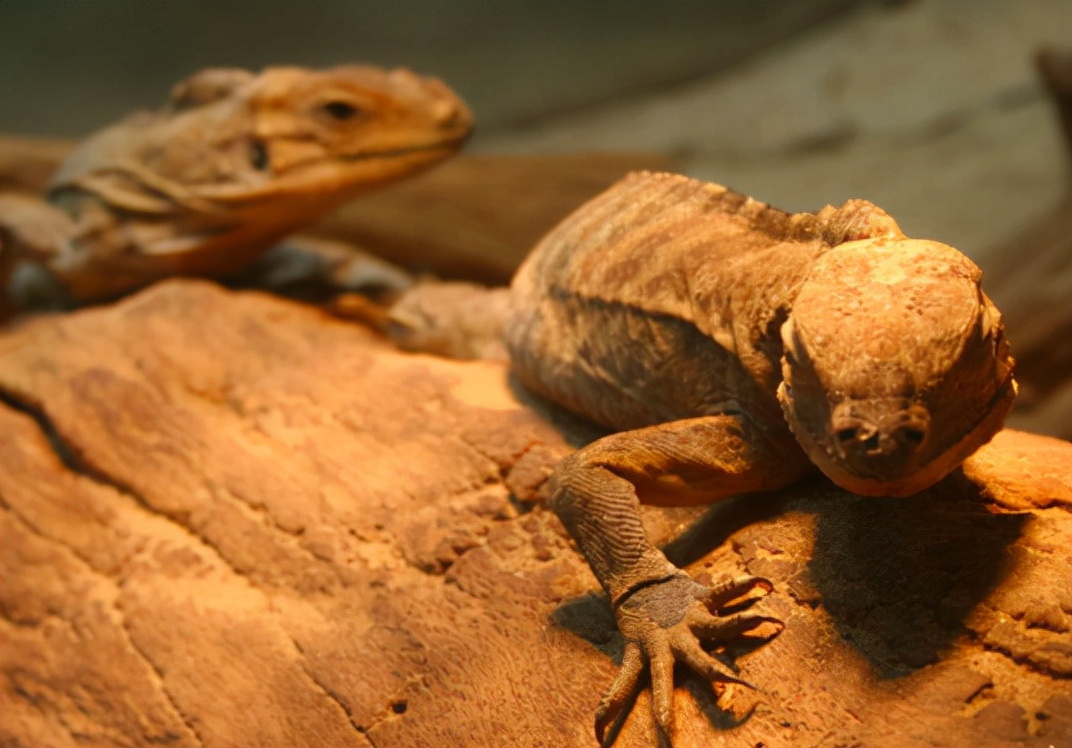 中国能养的霸气的宠物(中国允许养的10种稀有宠物)