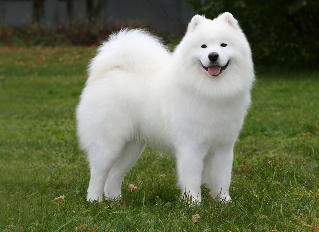2萨摩耶犬西伯利亚哈士奇是公认的世界上最美丽的品种