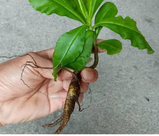 野菜|栌兰:这种"兰花",美貌又美味!为何得名"土人参"?