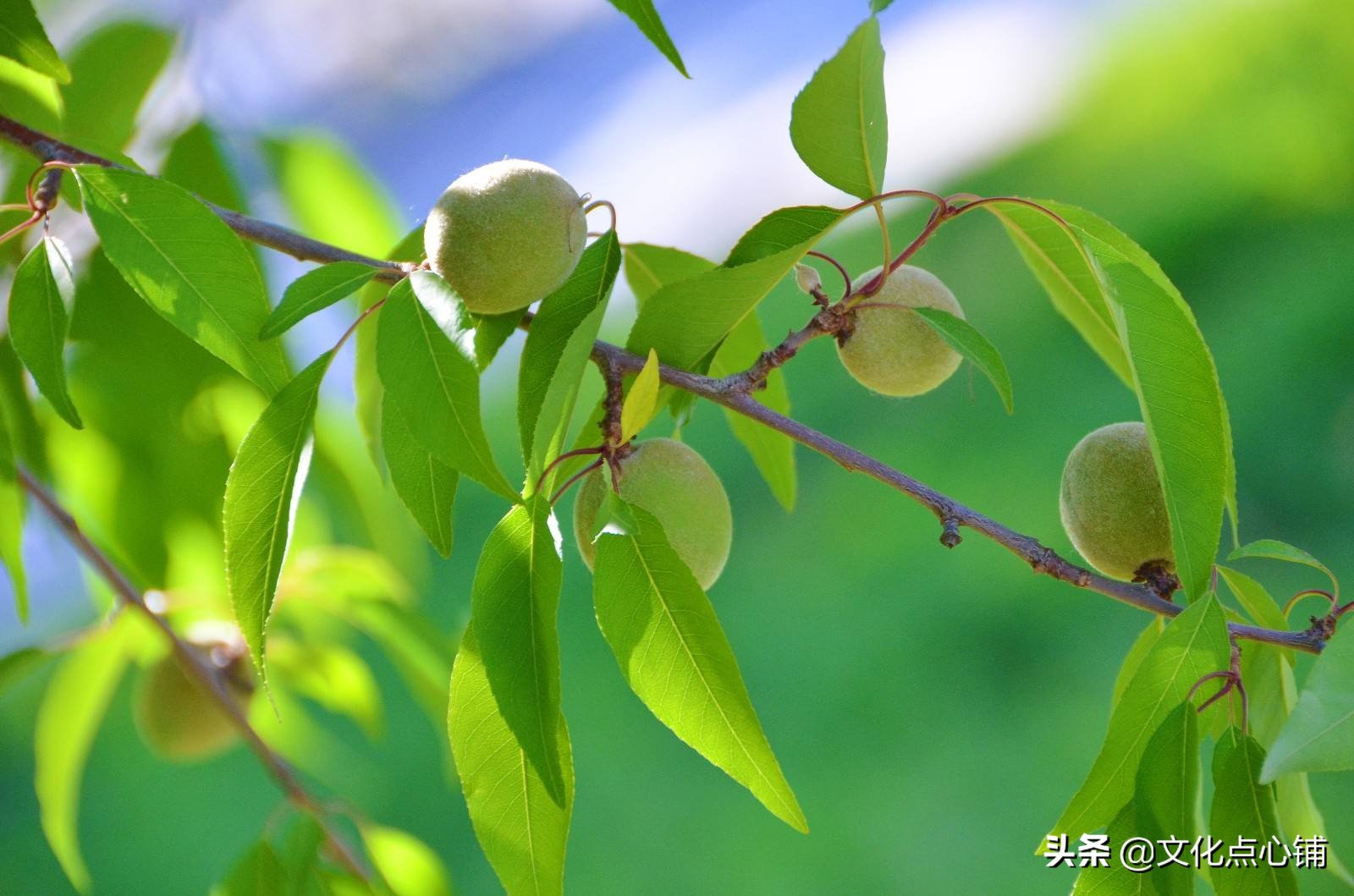 八首纯美山水田园诗：八千里悟道，无非诗酒田园，不负人间清欢