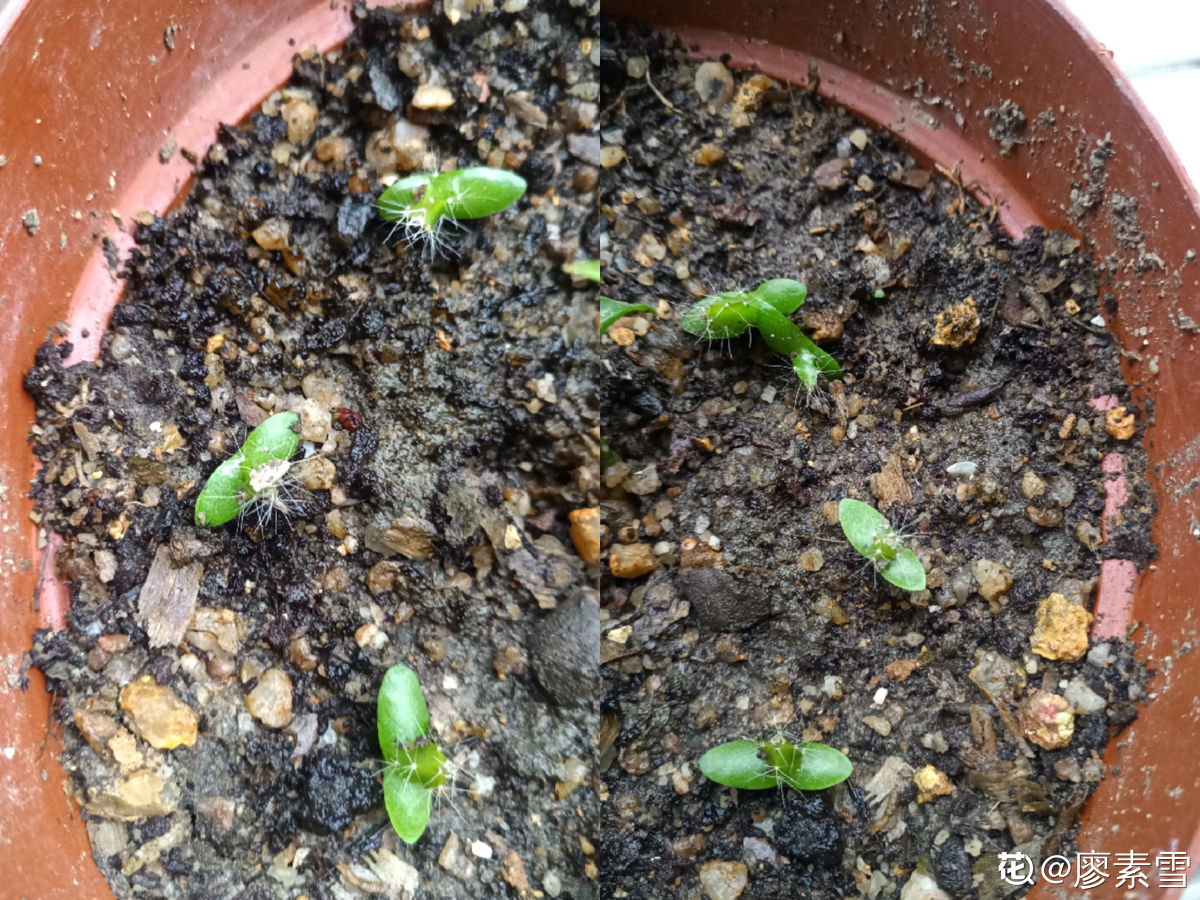 在火龍果的幼苗階段,雨季還有天氣寒冷的季節都要少澆水.