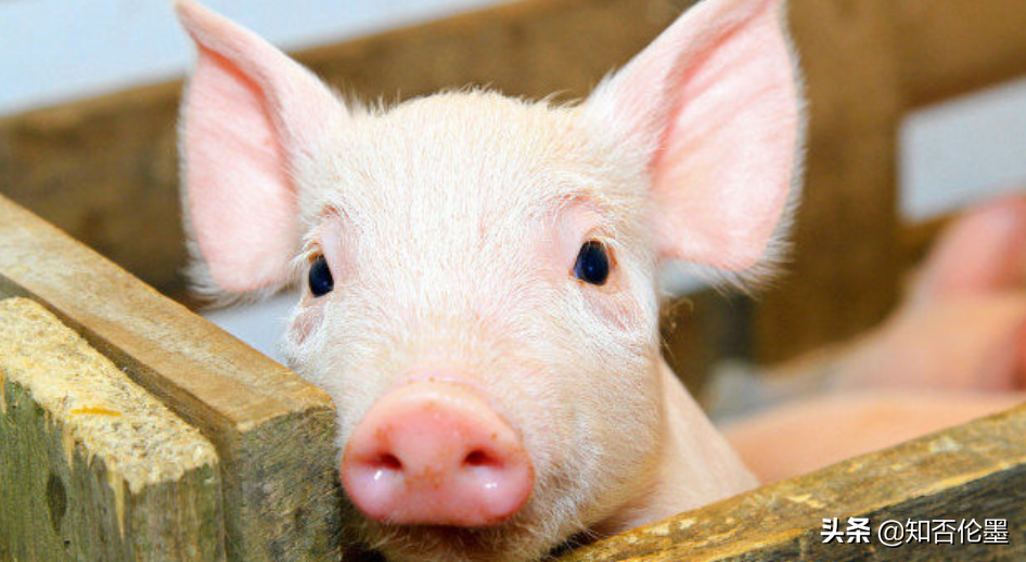 现在“投资20万养猪”，大概多久能回本？一年能赚一百万吗？