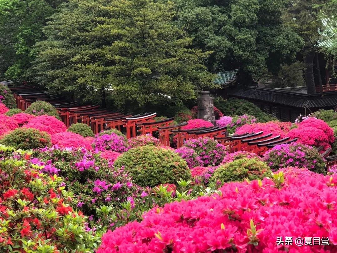 东京：根津神社，杜鹃花丛中的漫步