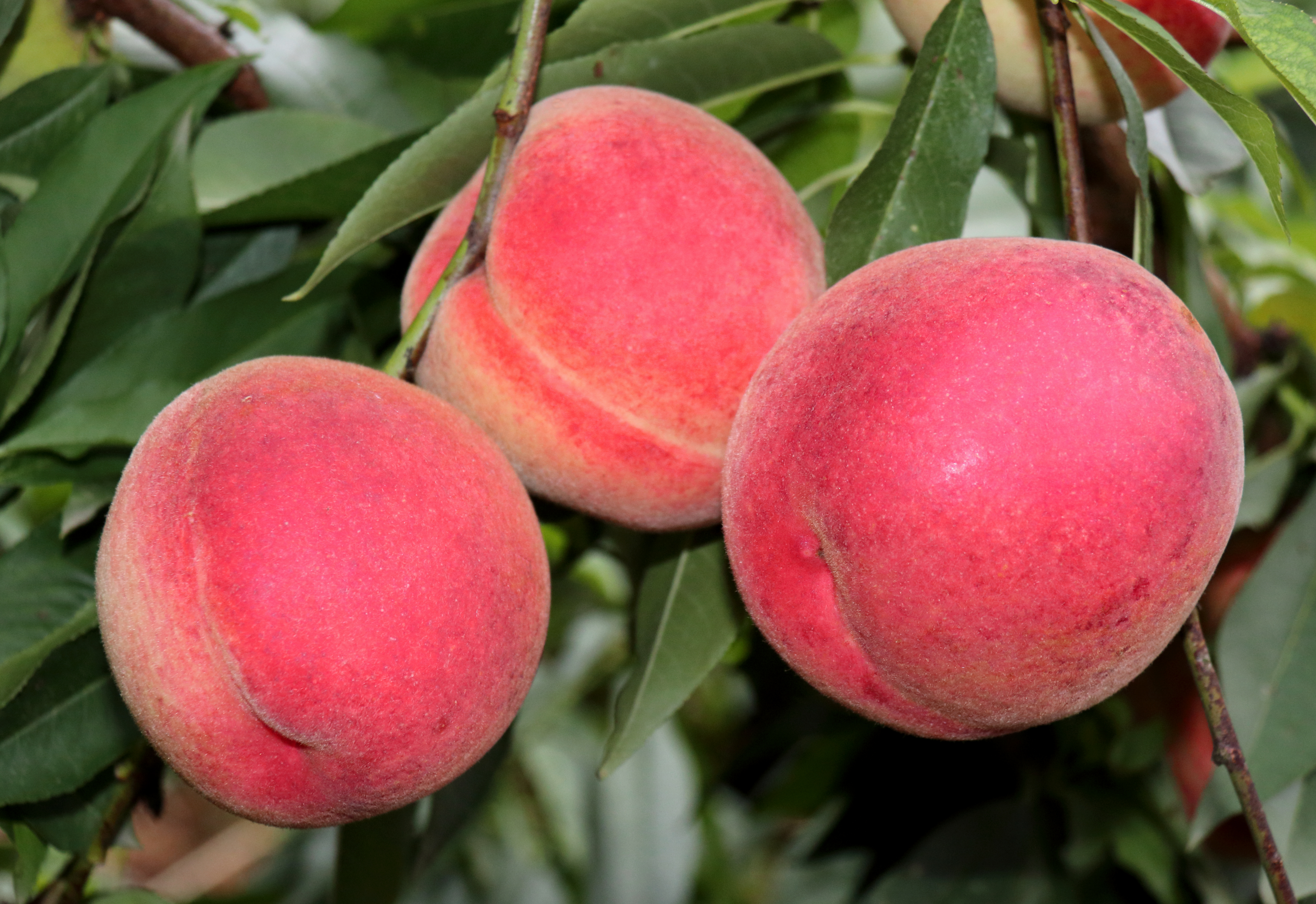 中国最好吃的10个桃树品种（推荐五个优质的桃子品种）