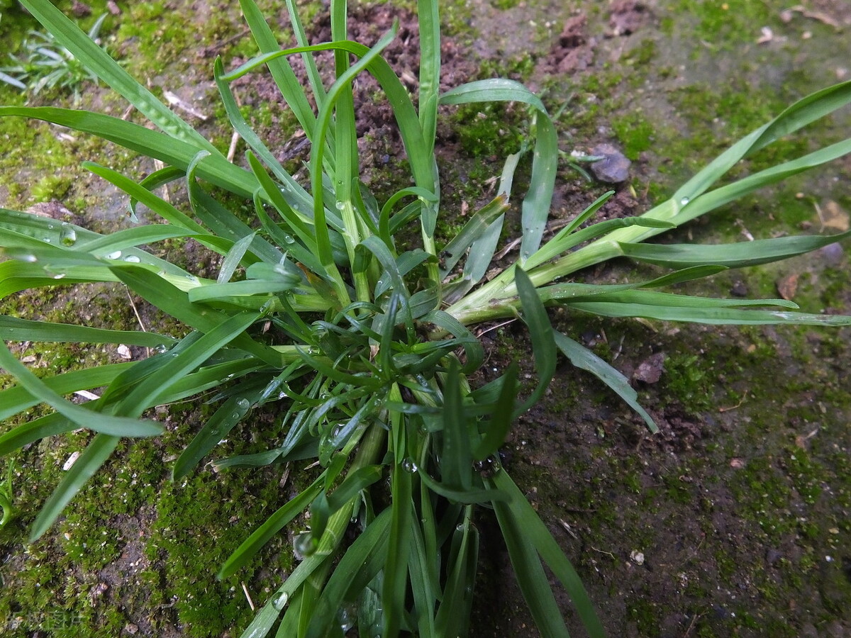 2,牛筋草马蹄金虽然长得矮小,作用却不小,其药用全草,具有疏风散寒,行