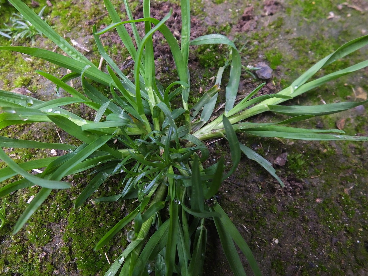 2,牛筋草马蹄金虽然长得矮小,作用却不小,其药用全草,具有疏风散寒,行