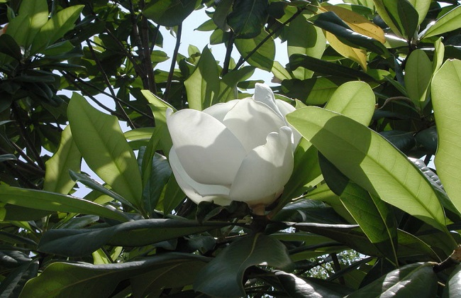 七言《咏广玉兰》：谁道孤芳自高冷，幽香随风散入怀。