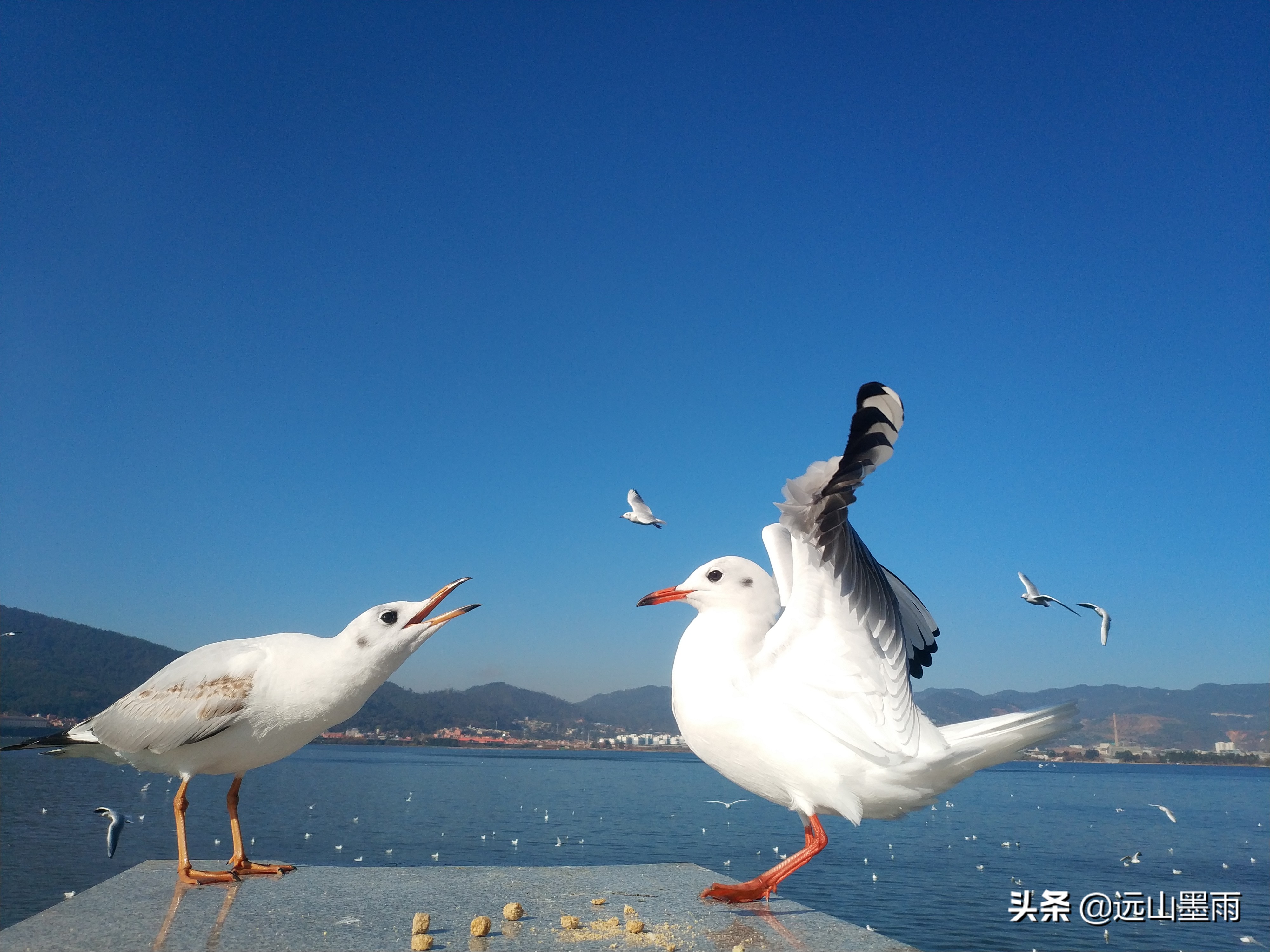 昆明海鸥在哪里看(冬季到昆明看海鸥，这是一道独特的风景，猜想是不会让你失望的)