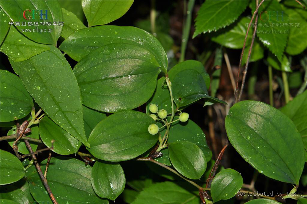 鐵菱角圖片(中藥材粉菝葜) - 赤虎壹號