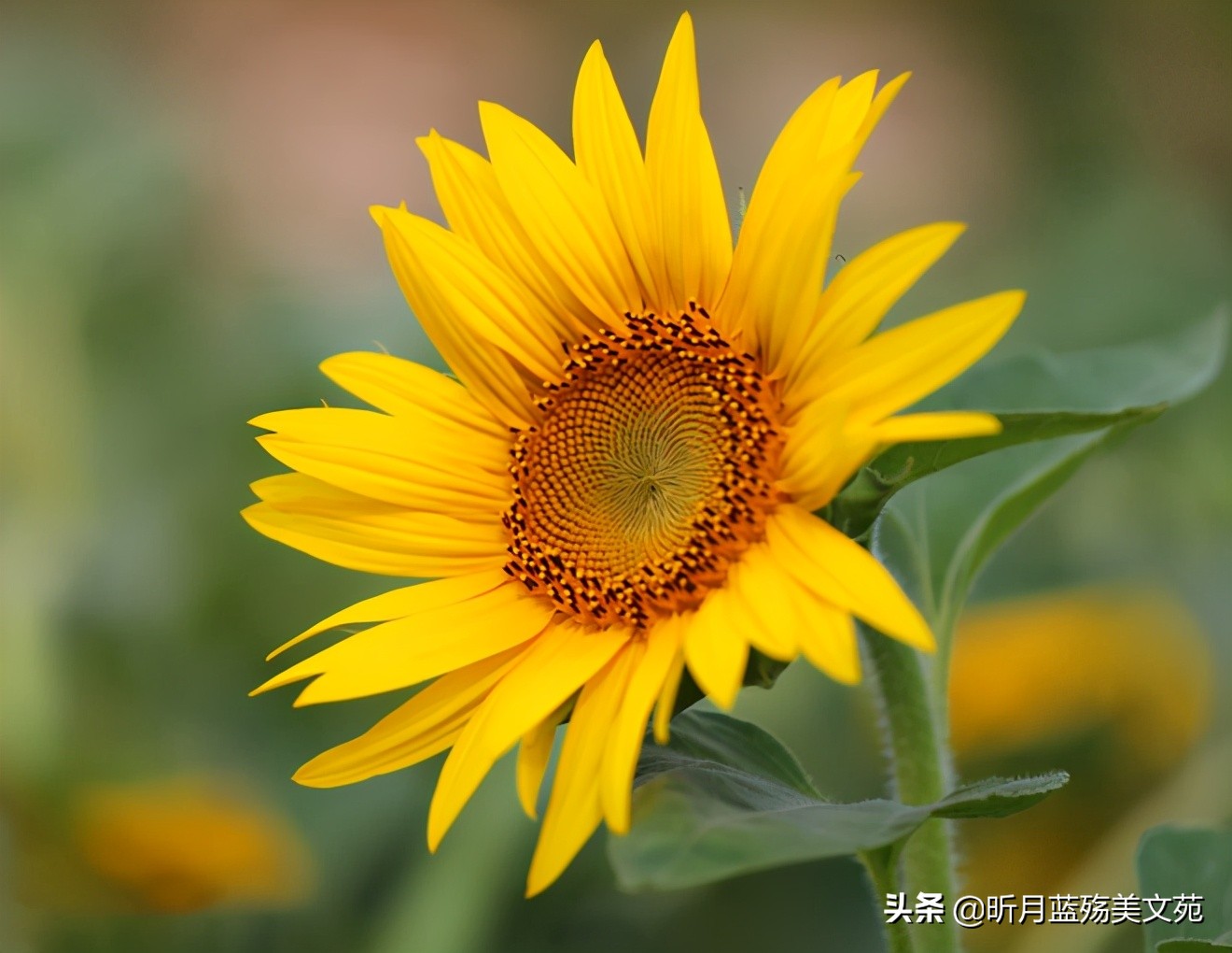 心中有你，时光不老，真情不散