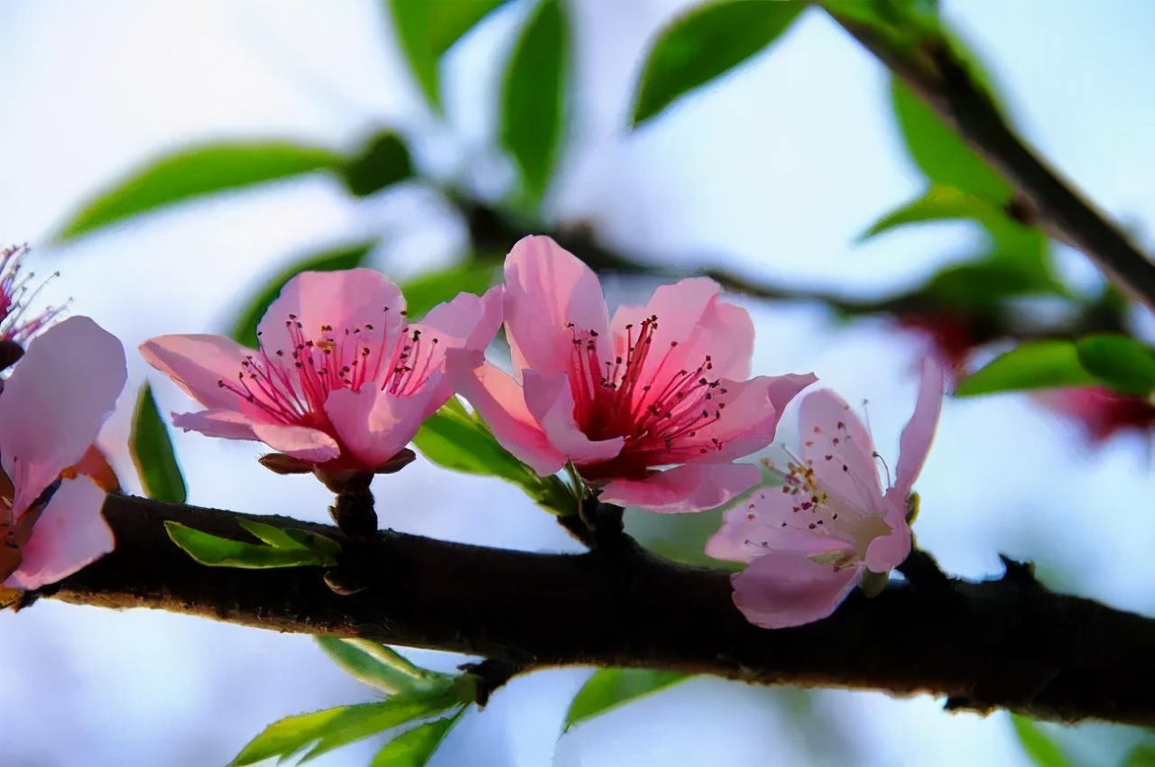 赏读：桃花如期开，美好终会来
