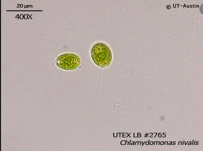 衣藻是动物还是植物（衣藻是动物还是植物能运动吗）-第8张图片-华展网