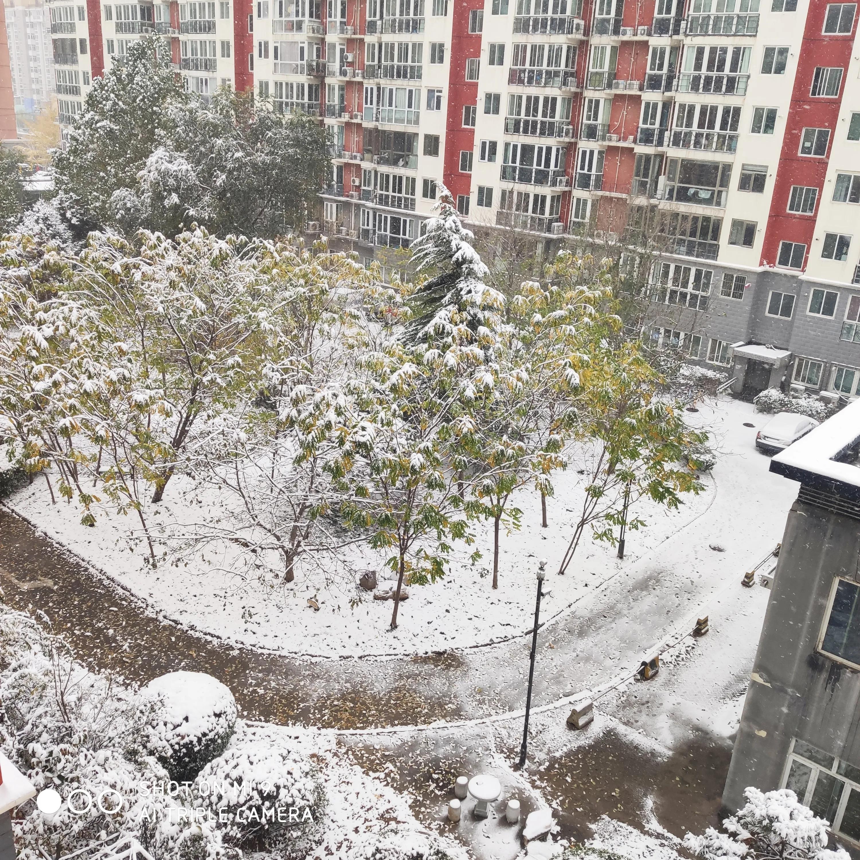 当立冬与初雪邂逅，当雪花和银杏叶相遇，冬韵之美尽在不言中