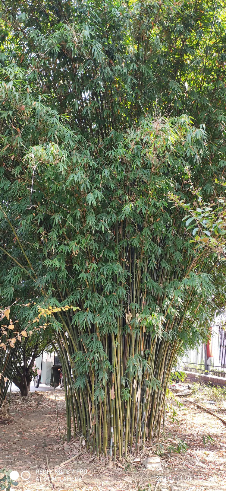 陪你一起看湖北省广水一中①——走进植物王国