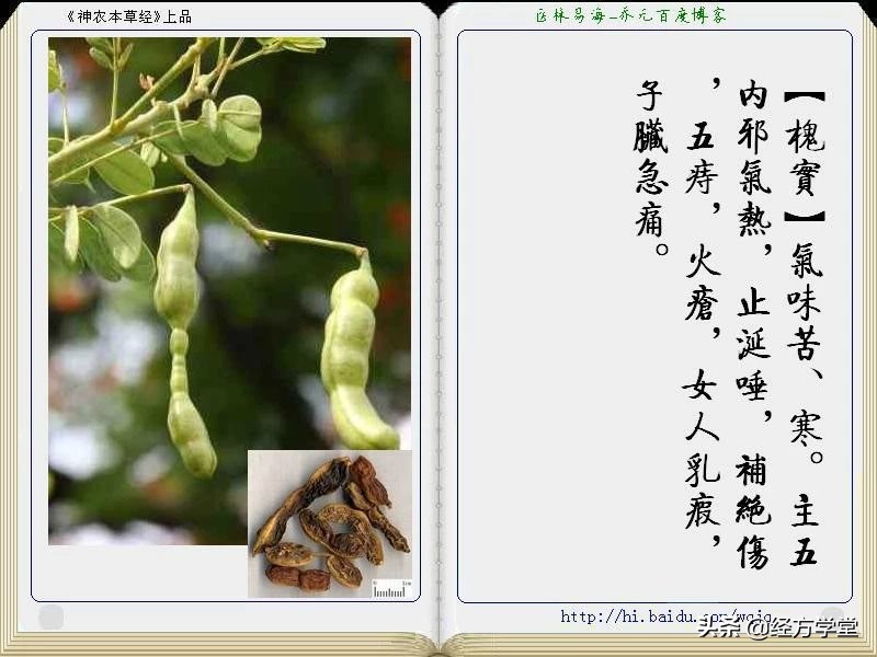 《神农本草经》全册图文解析 建议收藏