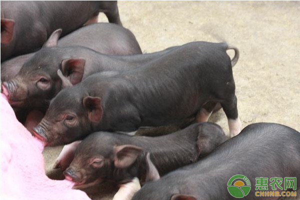今日猪肉价格多少钱一斤？12月13日全国生猪价格涨跌趋势分析