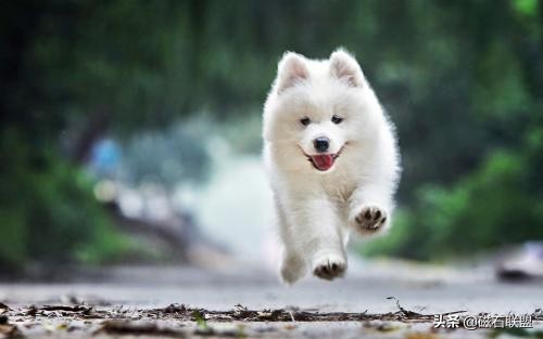 被誉为"微笑天使"的萨摩耶,这些独家信息,你知道多少呢?