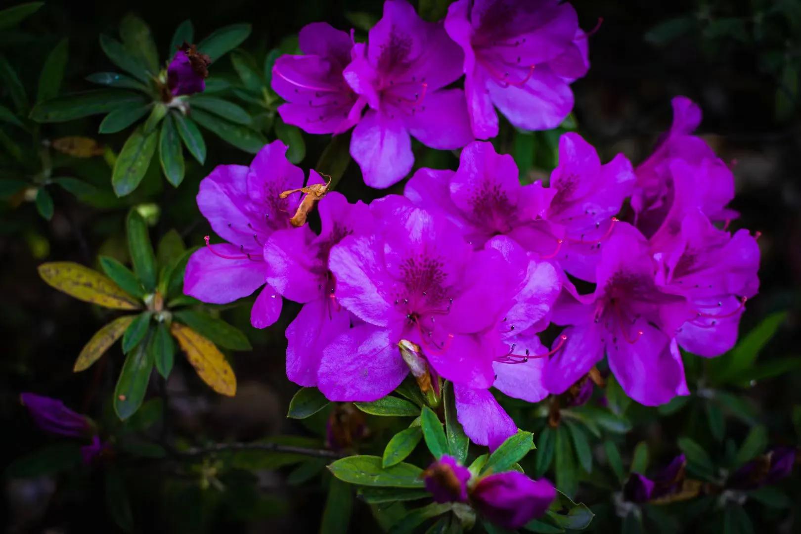 杜鹃鸟的寓意杜鹃花的寓意你知道多少