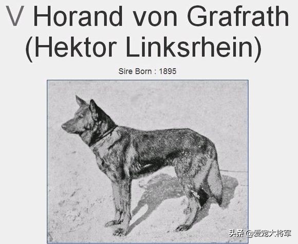 弓背德牧是在这个时候出现的