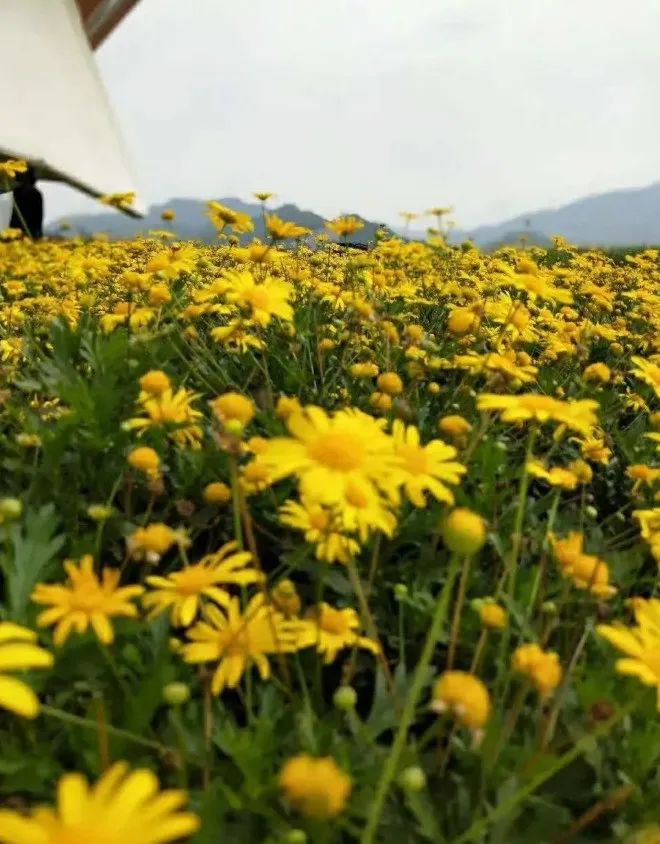 「原创诗词」阿茂 | 壮志野花成昨梦 半年岁事又峥嵘（诗词十首）