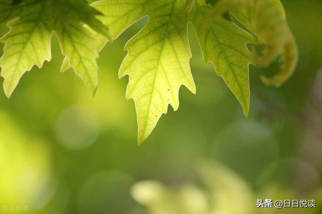 陋室一抹绿，怡情怡景更怡心