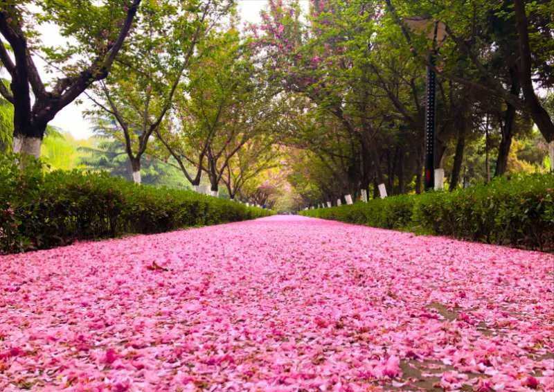 樱花大学「樱花大学校园」