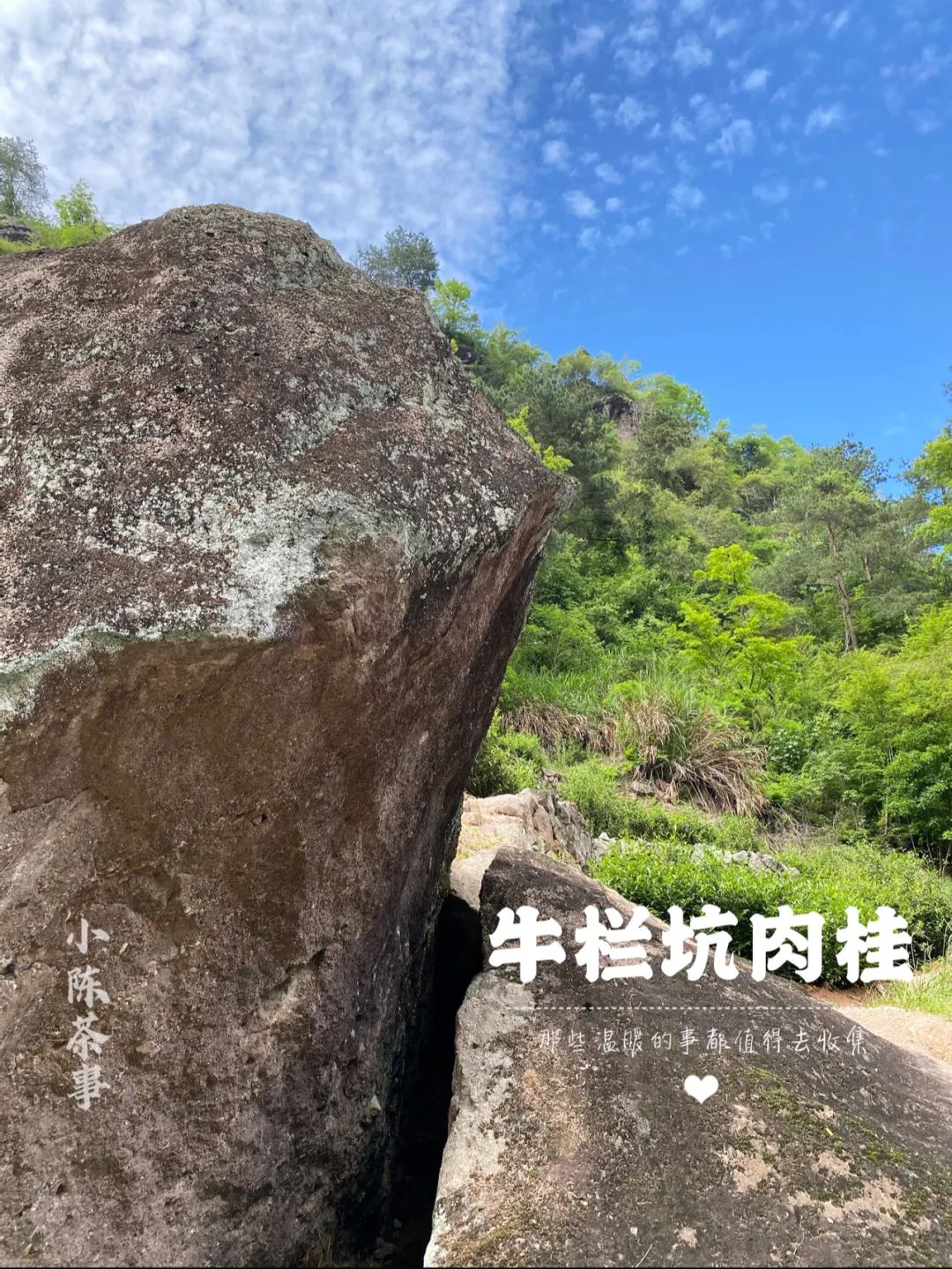 我打算在牛栏坑口开个食杂店，不卖牛栏坑肉桂，卖水、租充电器