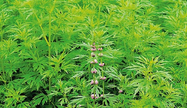 这野草名叫益母草,营养价值高,挖一棵回家自己种,作用真不少