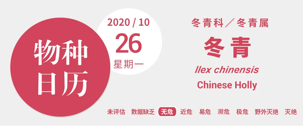 谁曾想爷爷奶奶泡的茶,摇身一变竟成了“花中爱马仕”