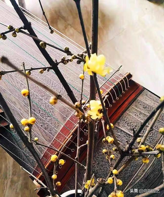 腊梅，银柳做插花，花友都喜欢，水瓶加点糖，“保鲜”60天