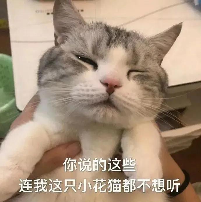 搞笑表情包：小猫咪都觉得脑子不够用了