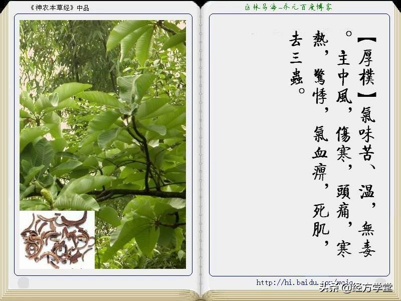 《神农本草经》全册图文解析 建议收藏