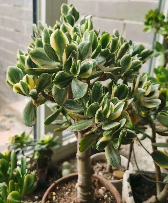 花月锦和落日之雁长得很像,好多人分不清,但花花