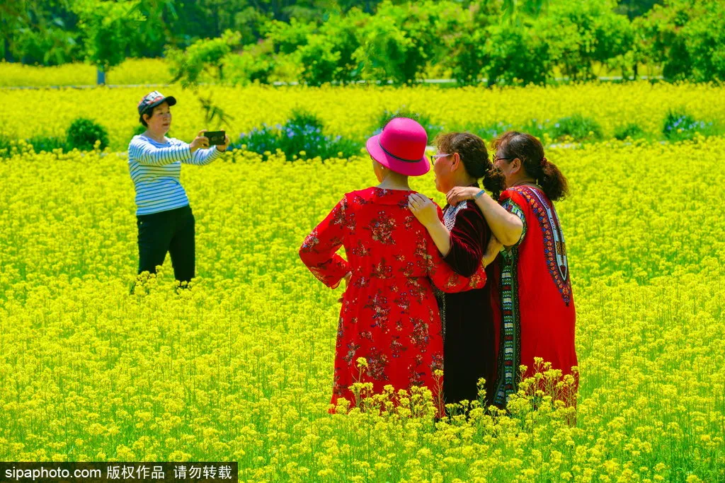 去哪看油菜花,