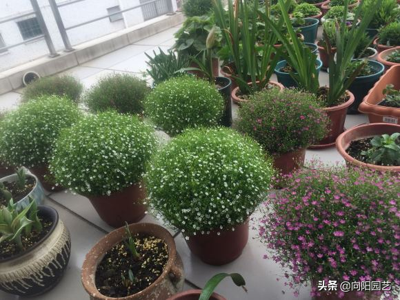满天星容易开爆盆，撒点种子就开花，巨好养，还能做成干花