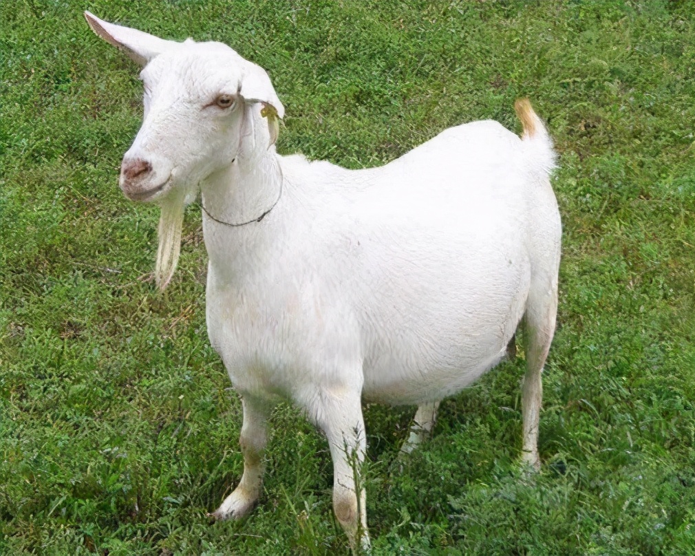 贵州白山羊▼圭山山羊▼建昌黑山羊▼兰州大尾羊▼同羊▼关中奶山羊▼