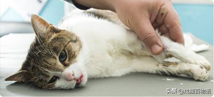猫咪猫瘟与肠胃炎的区别诊断方法