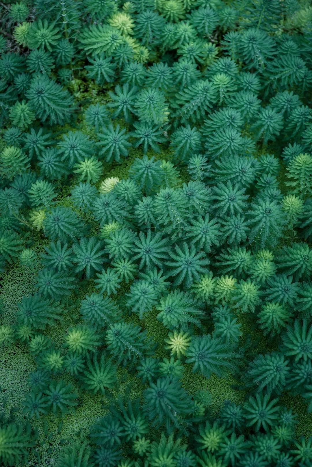 枯藤老树发新芽，落叶化泥更护花