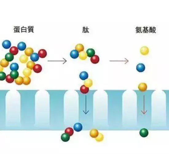 众女星代言的“颜如玉”被罚百万，胶原蛋白真的靠谱吗？